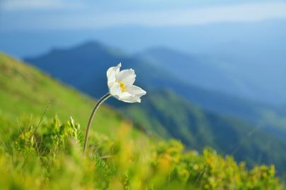 Precious white flower bloom on a green hill in the mountains