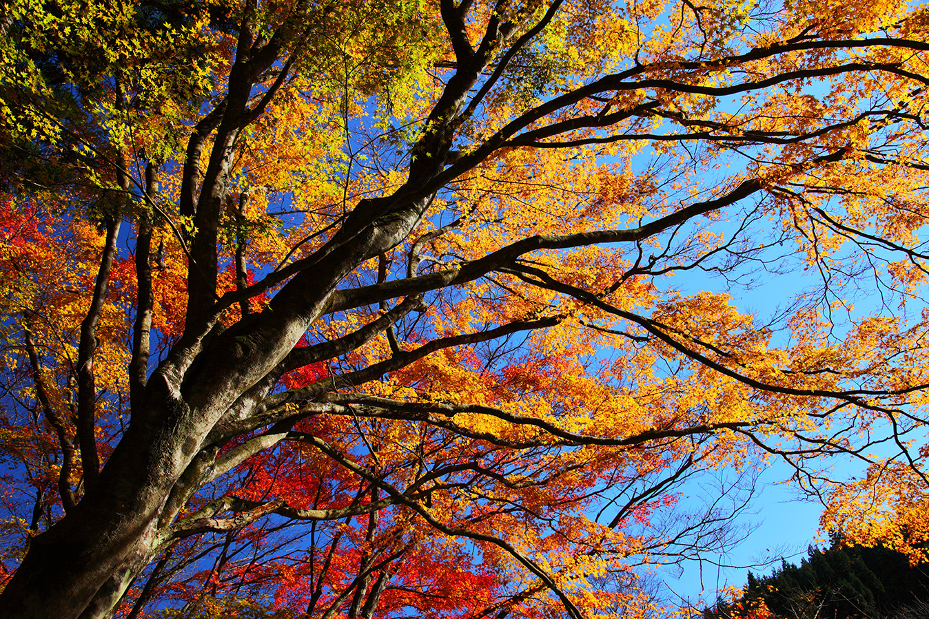 Breema Introductory Kefar Veradim The Breema Center