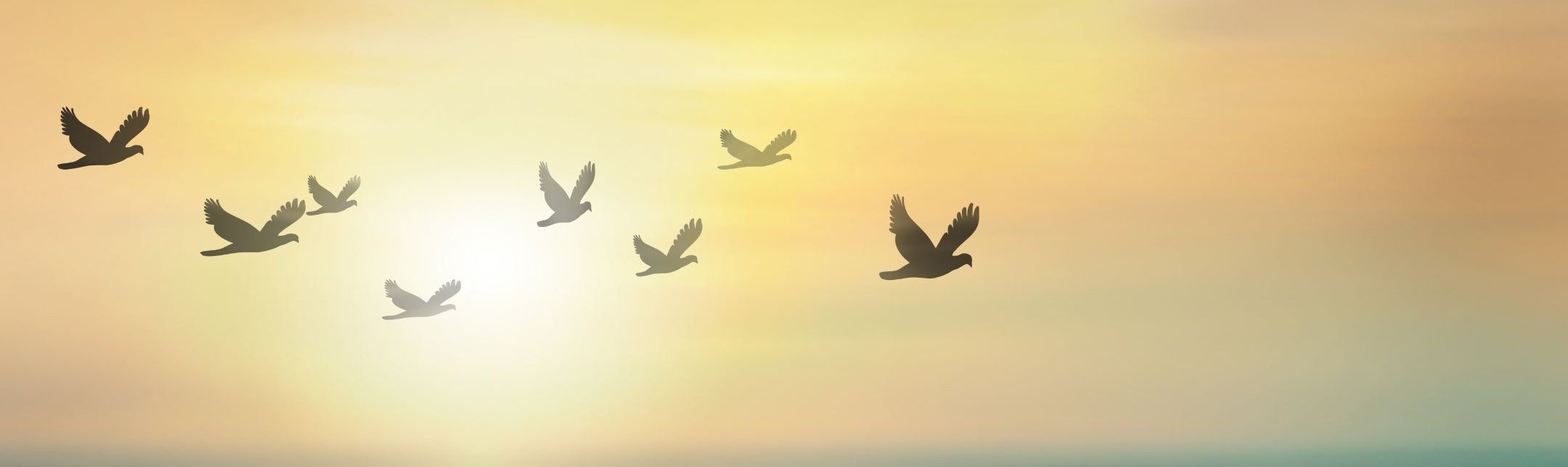 Birds flying in sunset