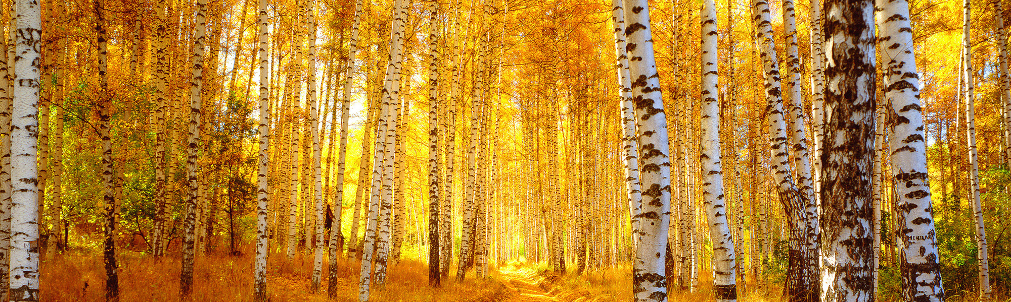 Autumn Aspen forest