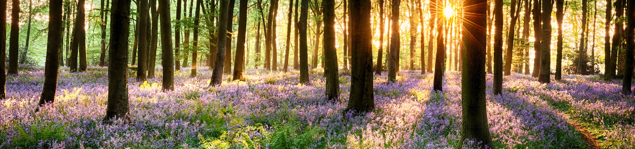 Forest floor covered in blooms amidst the towering trees and the rising sun.