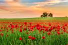Field of brilliant red poppies with the colorful sky at sunset