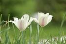 White flowers in green meadow