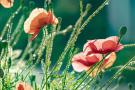 Flowering poppies