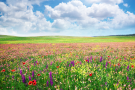 Field of flowers blooming with blue sky and puffy clouds above.