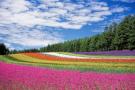 Rainbow field of flowers