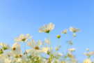 White spring flowers with blue sky