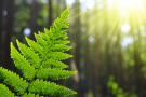 A fern leaf in the sunlight with the sun in the background.