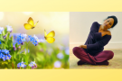 Yellow butterflies on blue flowers in meadow with Arlie
