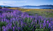 A meadow of purple lupine blooming with a lake and mountains in the distance.