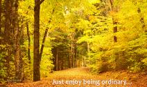 Forest floor covered in golden leaves surrounded by fall tree foilage.