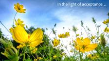 Field of blooming yellow flowers amidst a blue sky with scattered clouds.