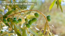 A branch of an olive tree flush with green olives.