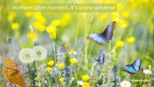 Blue butterflies amongst a field of grass and flowers.