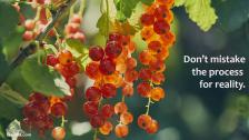 A bush of vibrant red currants.