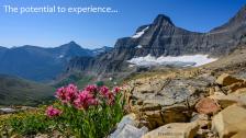 Flowers poking up through the rocks with the Rocky Mountains in the background.