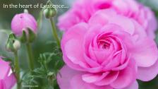 bright pink ranunculus flower in bloom surrounded by buds.