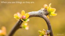 Tree buds blossoming in the spring.