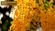 Golden foliage in the midst of autumn.