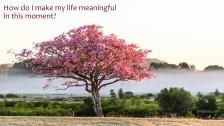 Lone tree blossoming amidst spring blossoms.