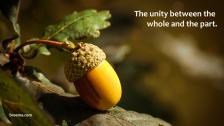 Acorn of the oak tree perched on a leaf.