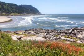 Spring blooms along the oregon coast in Yachats.