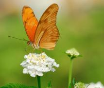 Julia Heliconian butterfly resting on white flower