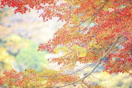 Japanese maple leaves in fall