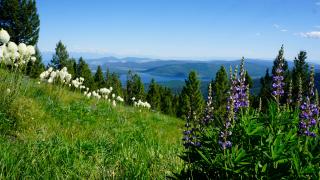 Spring hillside