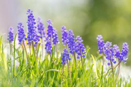 Grape hyacinths in bloom. Muscaria