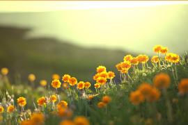 Orange flowers on hillside