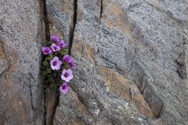 Purple saxifrage flowers growing in granite rocks