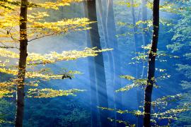 Light filtering through autumn forest