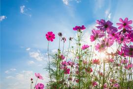 Blue sky and cosmos flowers