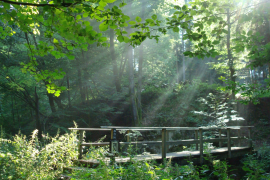 Sun beaming through forest canopy over wooden bridge.