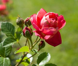 Blooming red rose with a spring green background