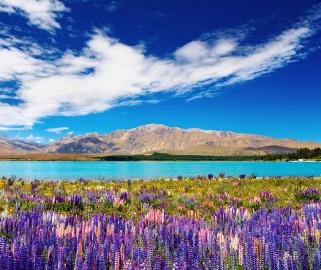 Glacial blue lake with purple lupine flowers in front of mountains and deep blue sky