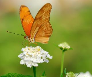 Julia Heliconian butterfly resting on white flower