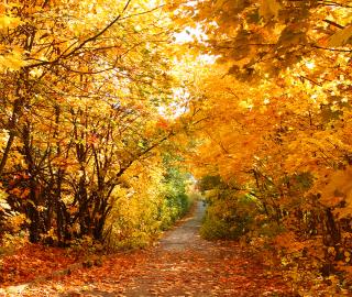 Variety of fall colored trees outlining a road littered with fallen leaves