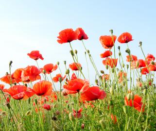 Brilliant red poppy field un clear blue sky at dawn