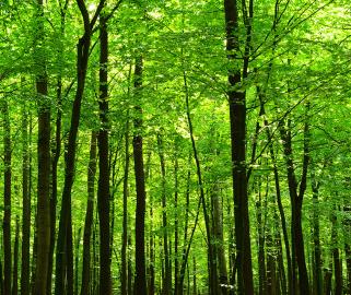 Lush green forest canopy