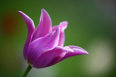 Purple tulip opening