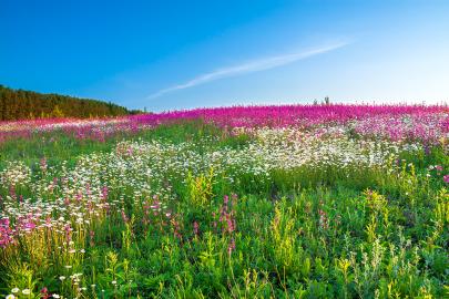 Field of flowers under blue sky