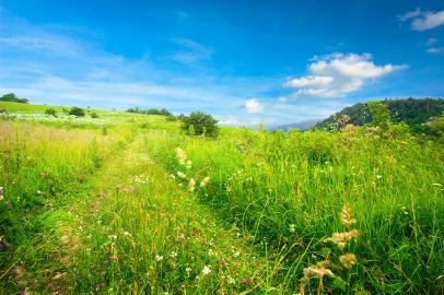 Green meadow, blue sky