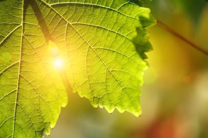 Sunlight through green leaf