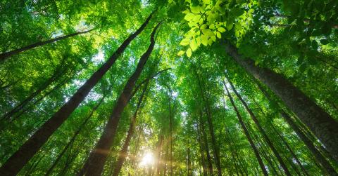 green forest with sunlight through the leaves