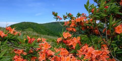 Flowers, green hills, and sky