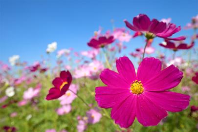 Blue Sky and Field of Cosmos