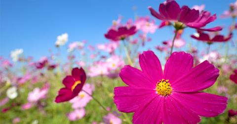 Blue sky and cosmos field