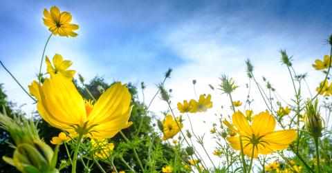 Yellow cosmos 